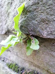 Asplenium scolopendrium