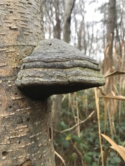 Fomes fomentarius