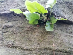 Asplenium scolopendrium