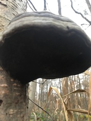 Fomes fomentarius