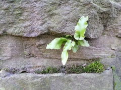 Asplenium scolopendrium