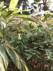 Pachystachys lutea
