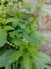 Mercurialis annua