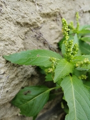 Mercurialis annua