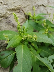Mercurialis annua