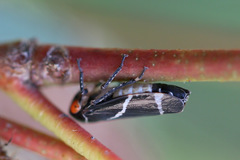 Eurymeloides bicincta
