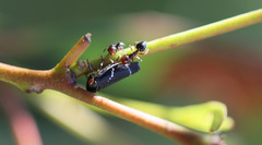 Eurymeloides bicincta
