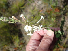 Freylinia longiflora