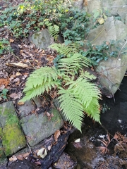 Athyrium