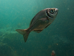 Boopsoidea inornata
