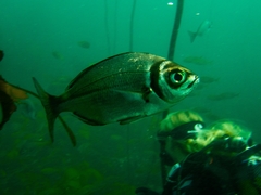 Boopsoidea inornata