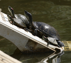 Trachemys scripta elegans