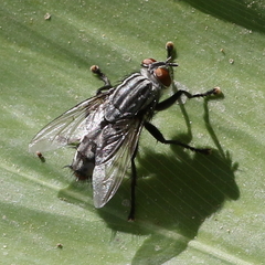 Diptera
