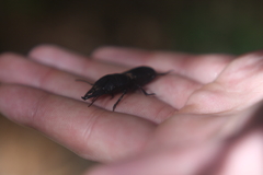 Pachyodontus languidus