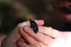 Pachyodontus languidus