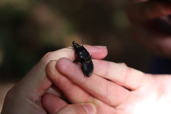Pachyodontus languidus