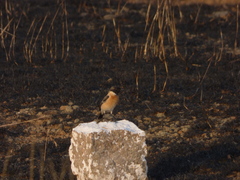 Saxicola maurus