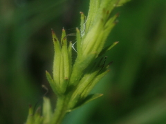 Striga asiatica