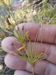 Isolepis ludwigii