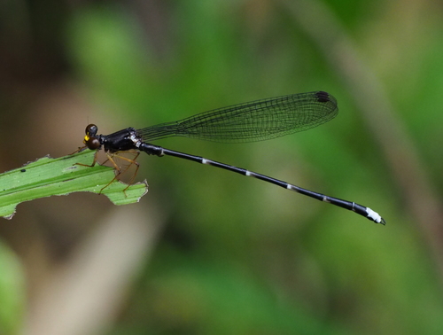 Family Rhipidolestidae · iNaturalist
