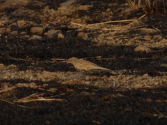 Emberiza buchanani