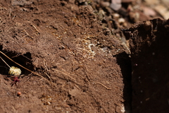 Solenopsis punctaticeps