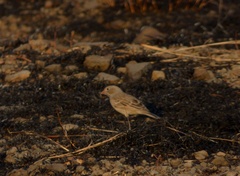 Emberiza buchanani