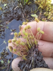 Isolepis hystrix