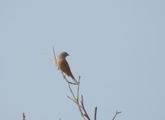 Emberiza buchanani