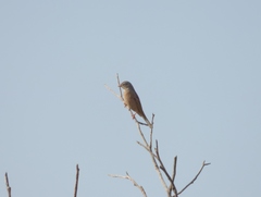 Emberiza buchanani