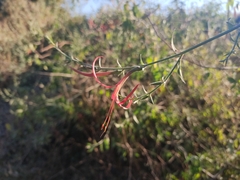Anisacanthus pumilus