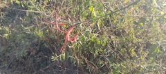 Anisacanthus pumilus