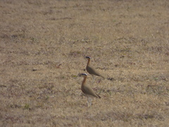 Cursorius coromandelicus