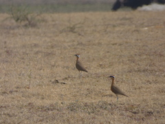 Cursorius coromandelicus