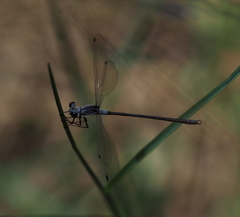 Archiargiolestes parvulus