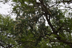 Agelanthus natalitius zeyheri