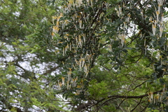 Agelanthus natalitius zeyheri
