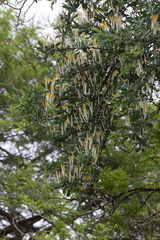 Agelanthus natalitius zeyheri