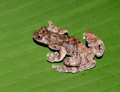 Dendropsophus melanargyreus