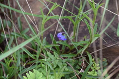 Rotheca hirsuta triphylla