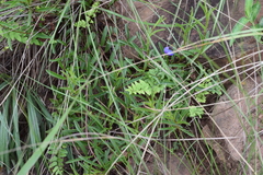 Rotheca hirsuta triphylla
