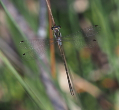 Archiargiolestes pusillus