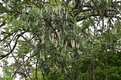 Agelanthus natalitius zeyheri