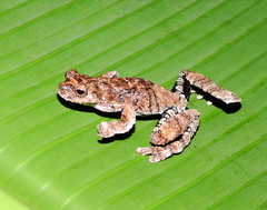 Dendropsophus melanargyreus
