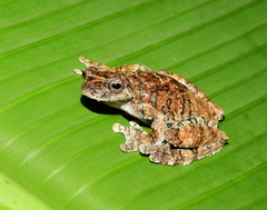 Dendropsophus melanargyreus