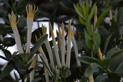 Agelanthus natalitius zeyheri