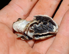 Dendropsophus melanargyreus