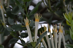 Agelanthus natalitius zeyheri