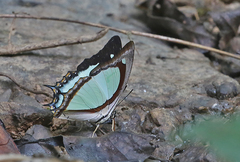 Polyura jalysus