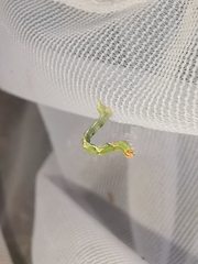 Cyclophora suppunctaria